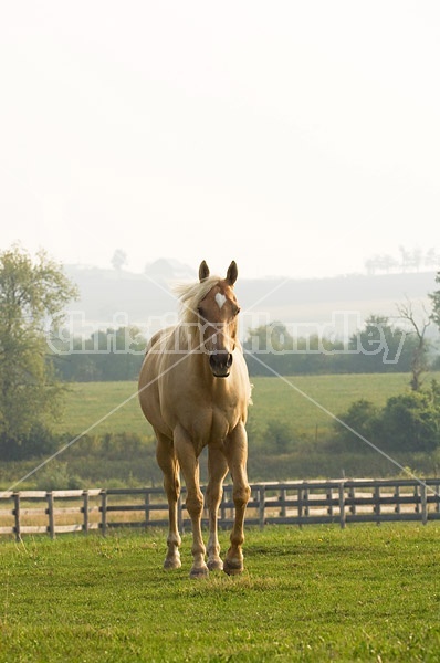 Palomino Quarter horse gelding