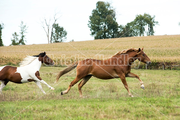 Horses galloping in field