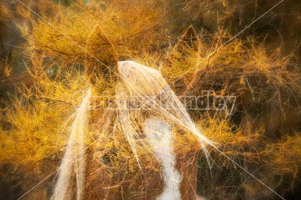 Multiple exposure of Belgain draft horse and Tamarack trees