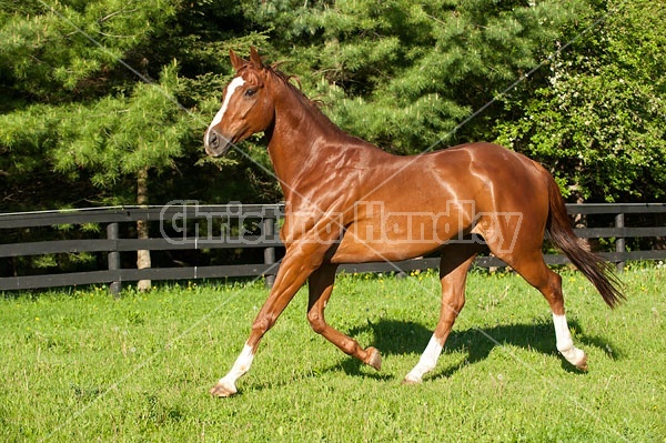 Thoroughbred horse running around paddock