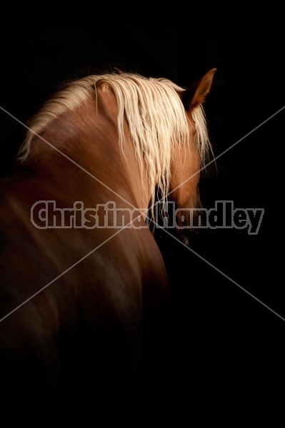 Photo of a Belgian draft horse being lit by barn window