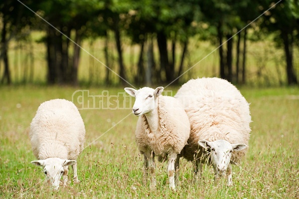 Sheep on summer pasture.