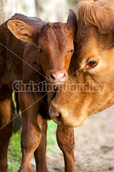 Baby Beef Calf