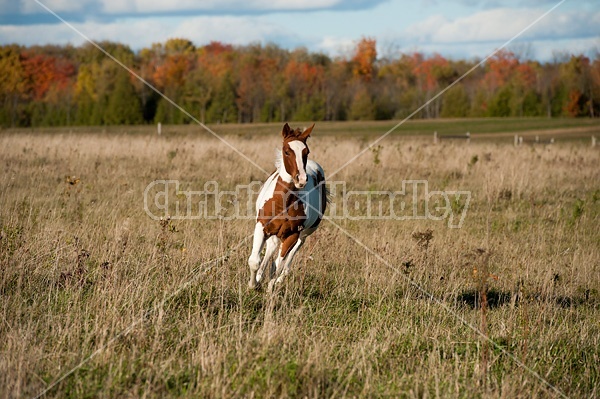 Young paint foal running through field.