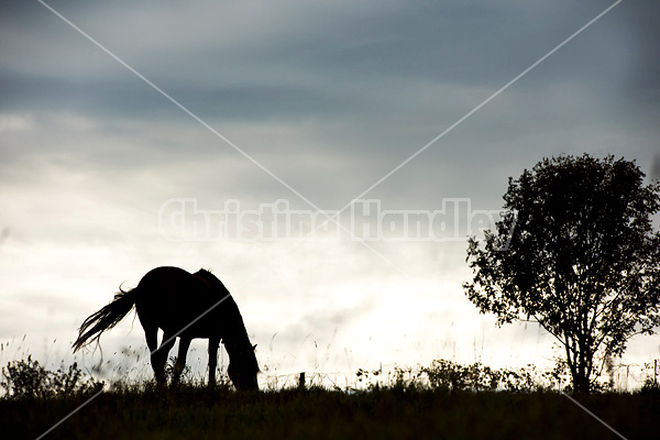 Horses silhouetted against dramatic sky and clouds