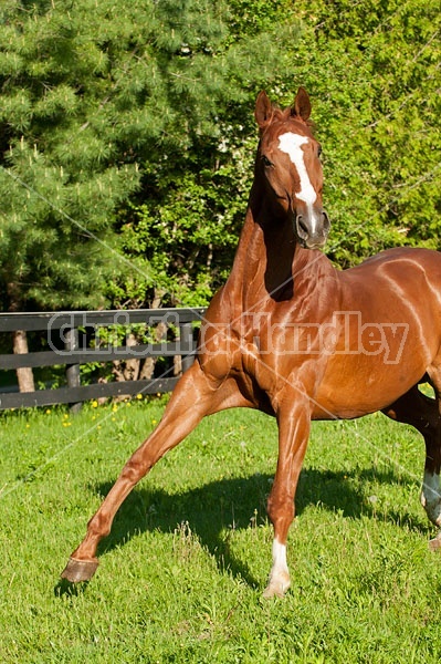 Thoroughbred horse running around paddock