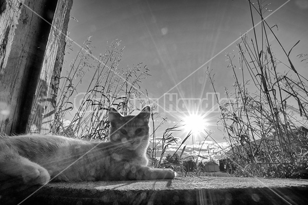 Cat laying in barn doorway