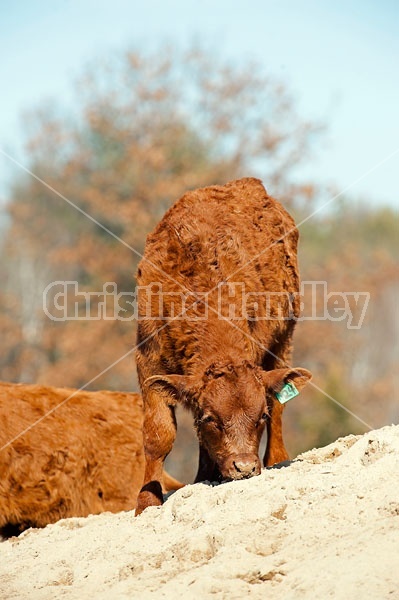 Young Beef calf