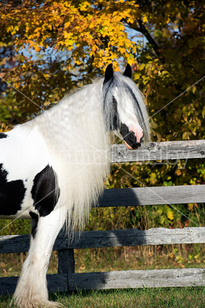 Gypsy Vanner horse