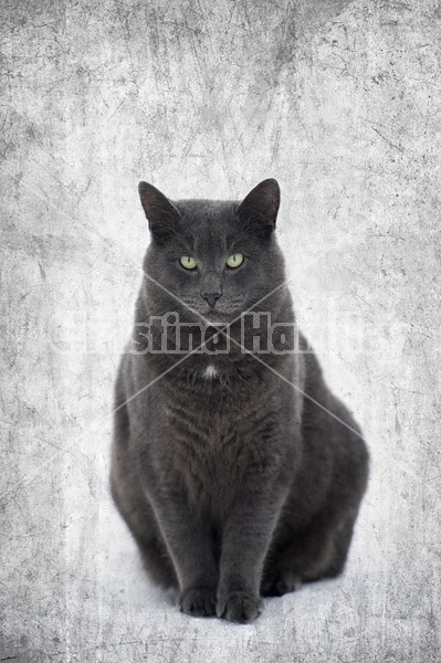 Gray cat