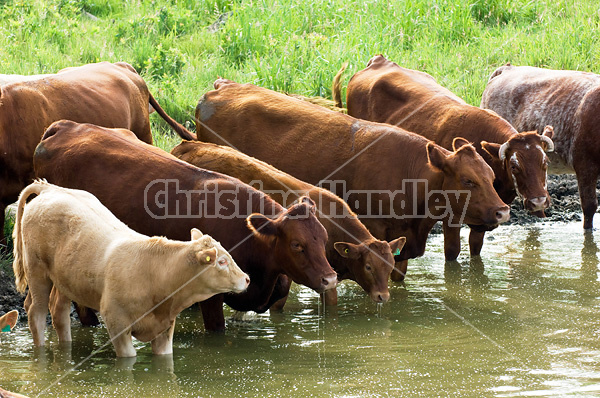 Beef cattle standing in pond drinking water