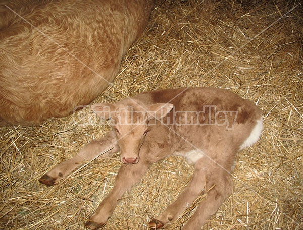 Baby Charolais Calf 