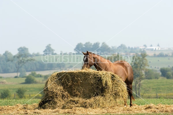 Chestnut Quarter horse eating hay