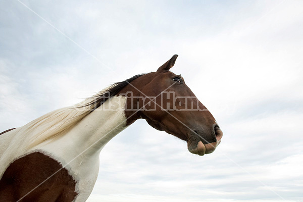 Paint horse photographed against sky