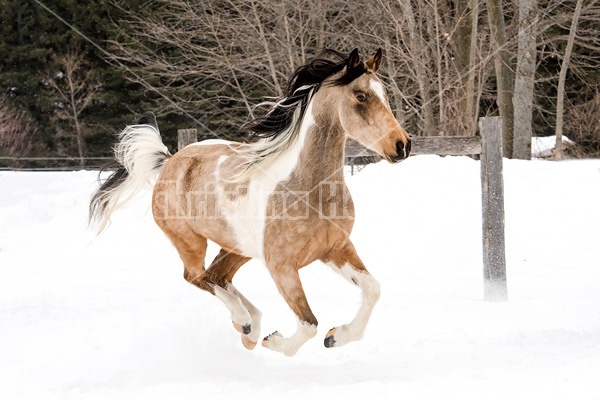 Paint and Arab cross horse running through snow