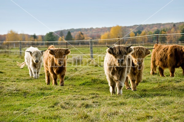 Yearling Highland Cattle on autumn pasture