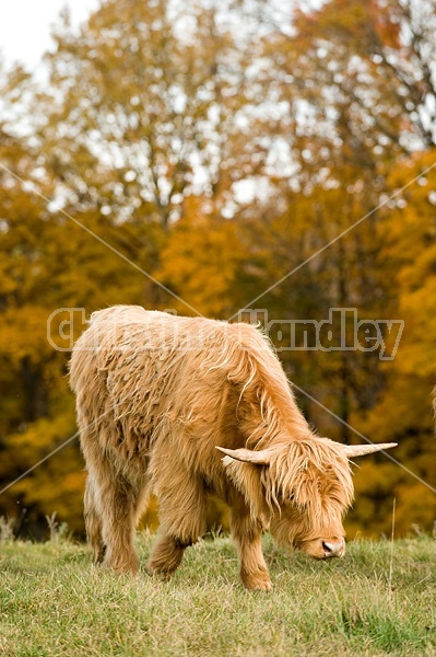 Yearling Highland Cattle on autumn pasture