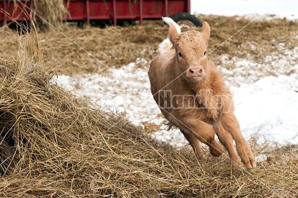 Young Charolais Beef Calf