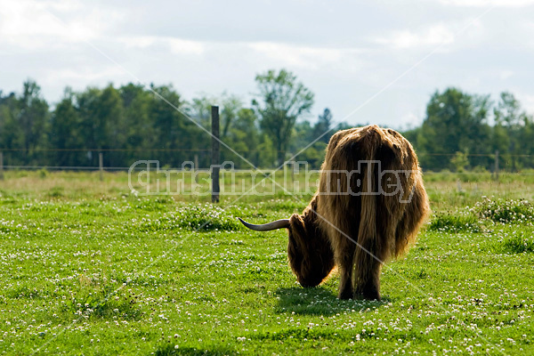 Highland cows