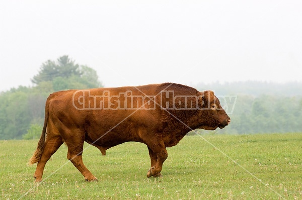 Red Angus bull on springtime pasture