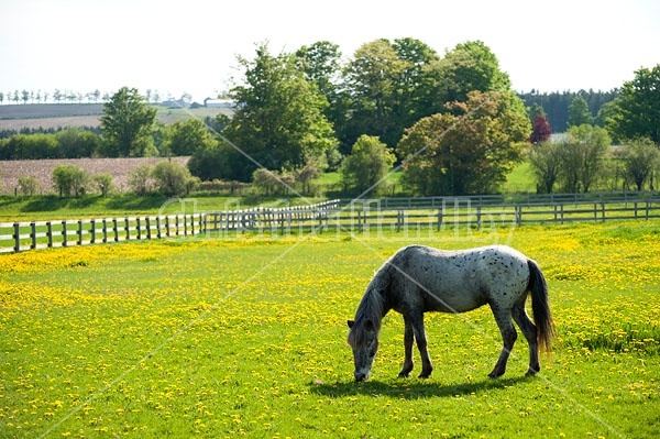 spotted pony