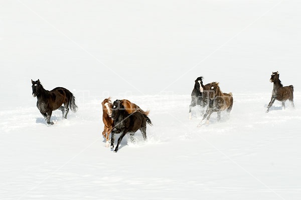 Herd of Rocky Mountain Horses Galloping in Snow