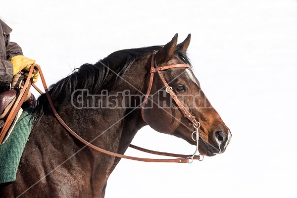 Quarter horse stallion portrait, wearing western bridle