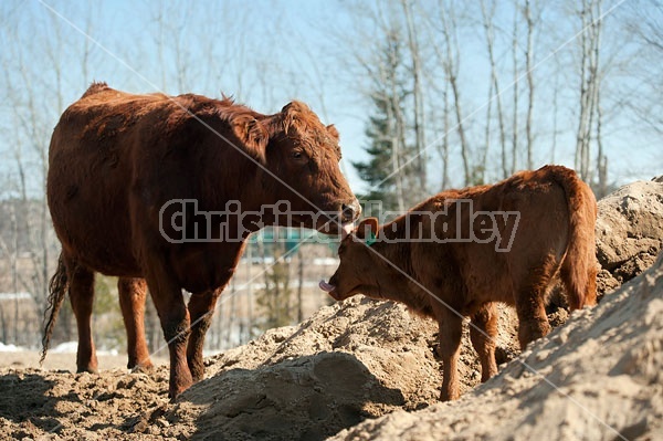 Beef Cow and Calf