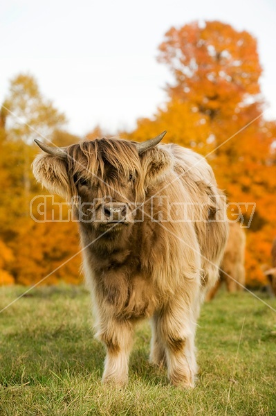 Yearling Highland Cattle on autumn pasture