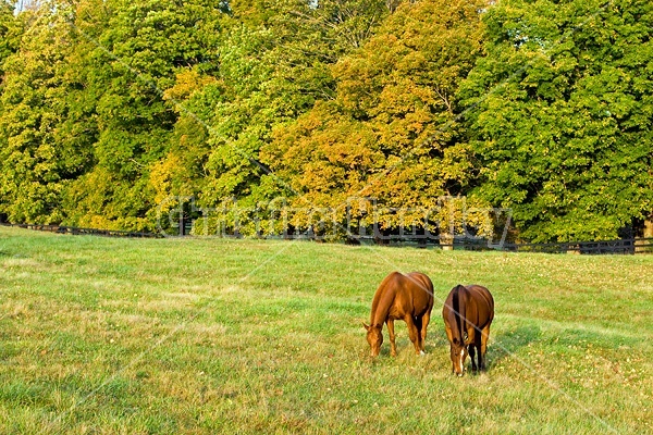 Two horses grazing on autumn pasture