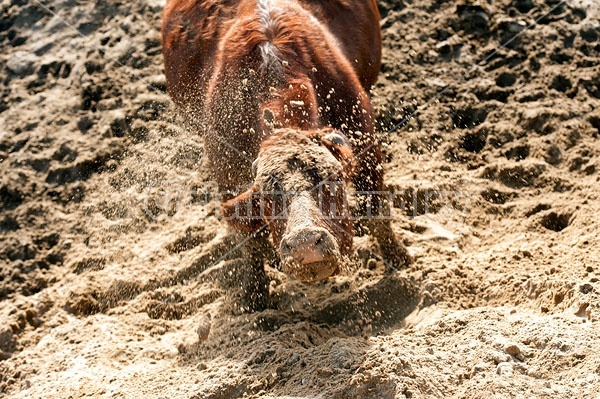 Cow Shaking Her Head