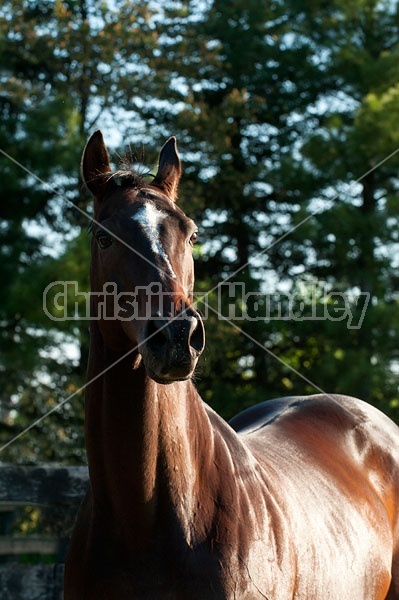 Thoruoghbred gelding