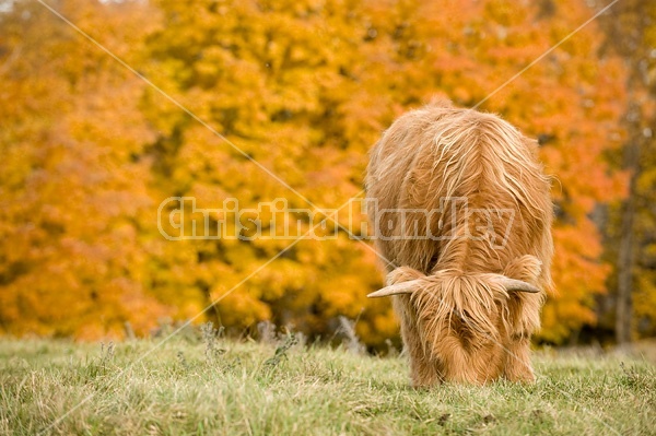 Yearling Highland Cattle on autumn pasture