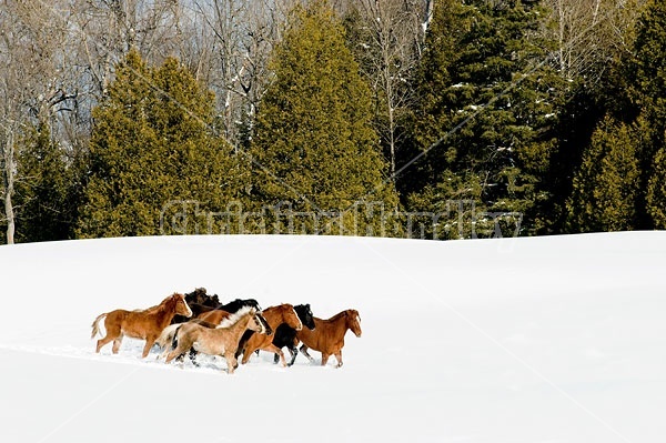 Herd of Rocky Mountain Horses Galloping in Snow