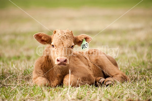 Young beef calf