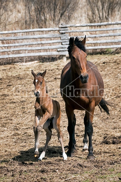 Mare and foal 