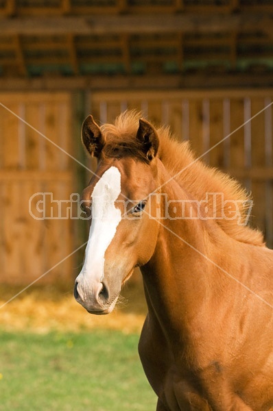 Quarter horse foal