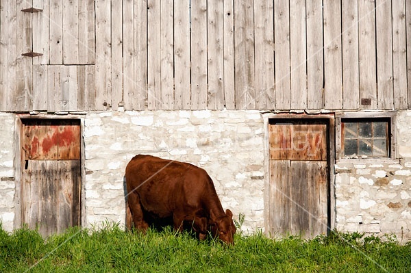 Cow Grazing 