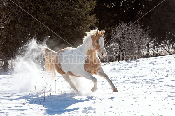 Pinto horse galloping through deep snow