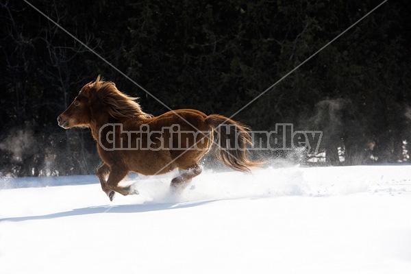 Pony galloping in deep snow