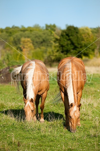 Palomino Quarter Horse