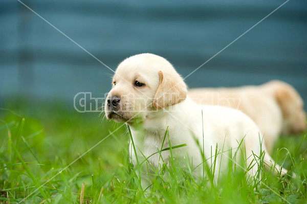 Golden Labrador puppies