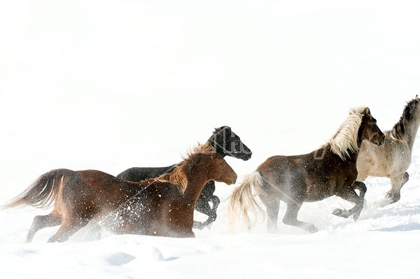 Herd of Rocky Mountain Horses Galloping in Snow